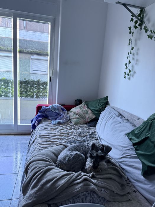 Tomar conta/ Passeio de caẽs. Dog walking. Petsitting. Pet care