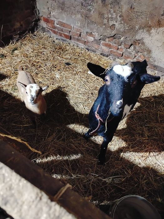 Sprzedam Kozy miniatura