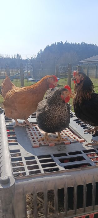 Kury nioski odchowane młode