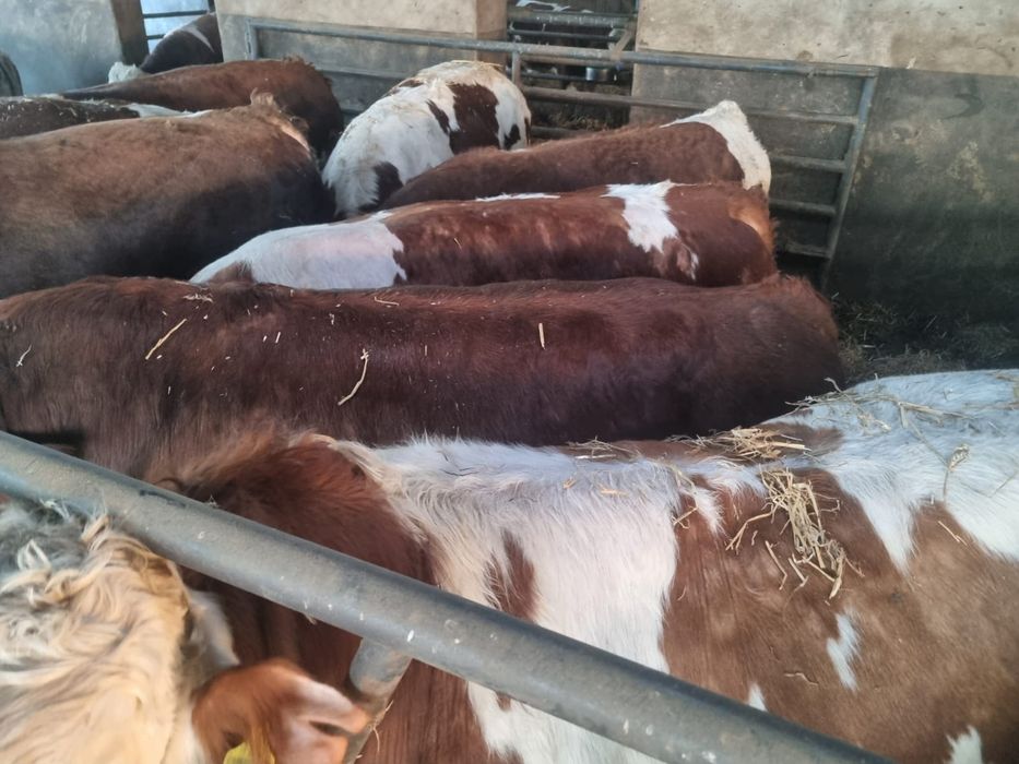 Bydło Byki MM Rzeźne