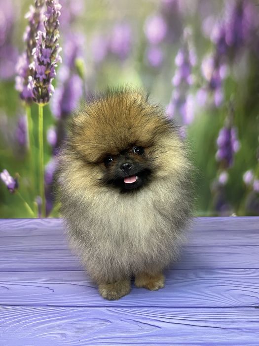 Міні хлопчик померанський шпіц