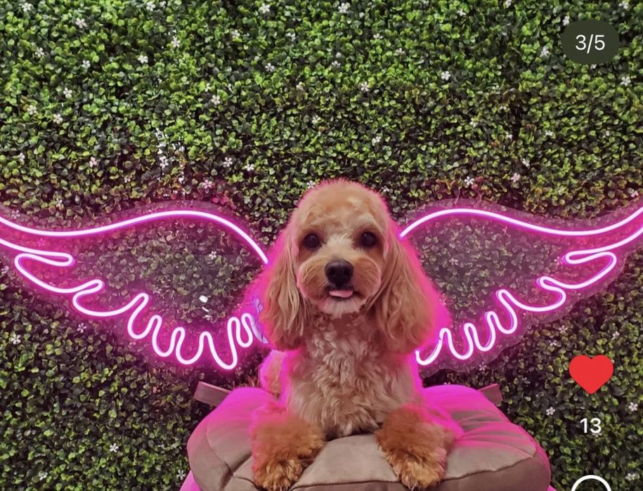 В'язка з хлопчиком Мальтіпу