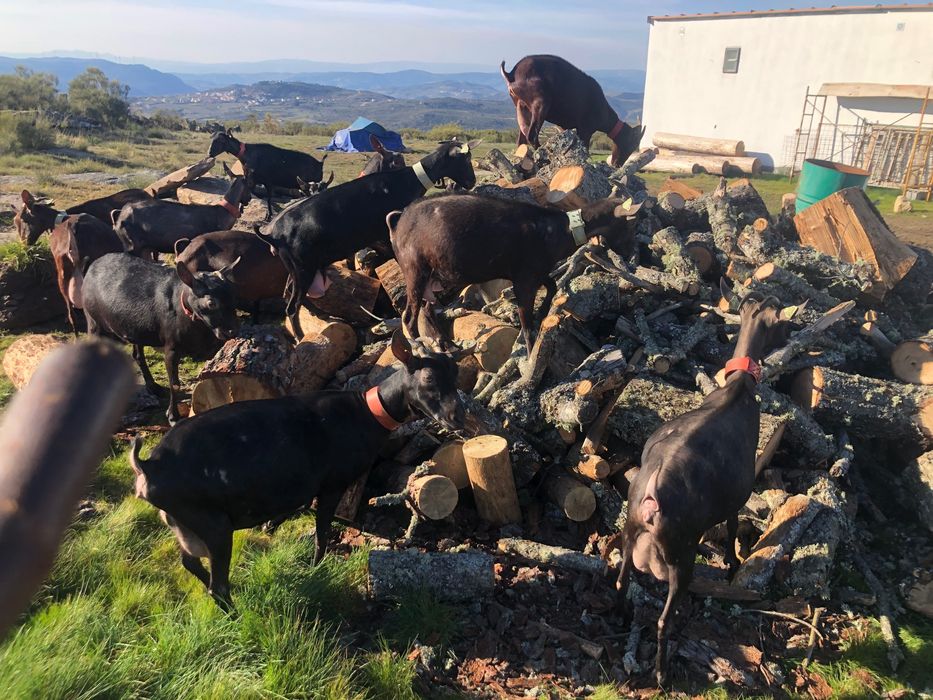 Rebanho de cabras murcianas