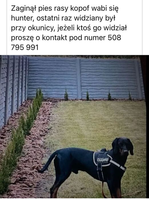 Zaginął pies rasy gończy słowacki