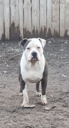 Голубопалевий хлопчик