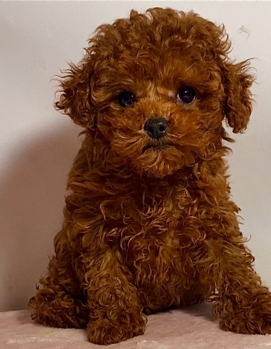 Гарнющі малята мікро мальтипу / той пудель тикап Китай бебі фейс