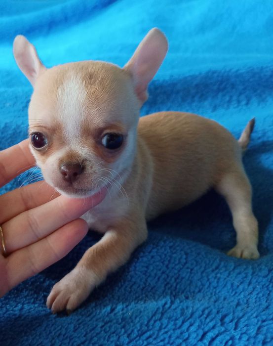 Chihuahua suczka