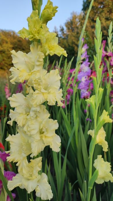 Гладиолусы сортовые,смесь сортов,