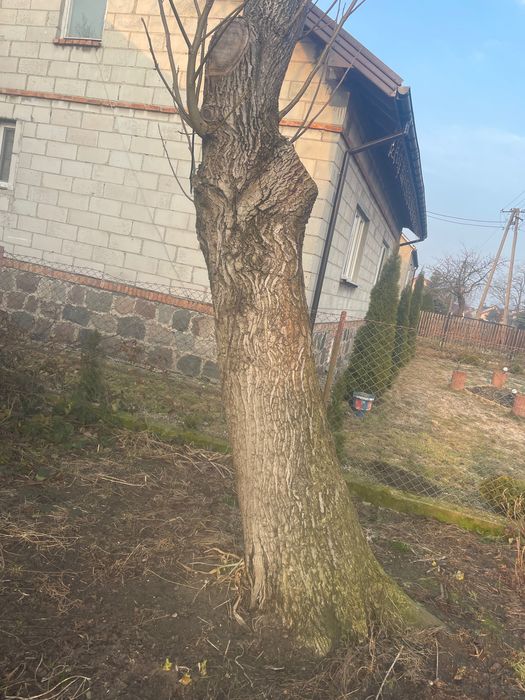 Orzech włoski w klocu