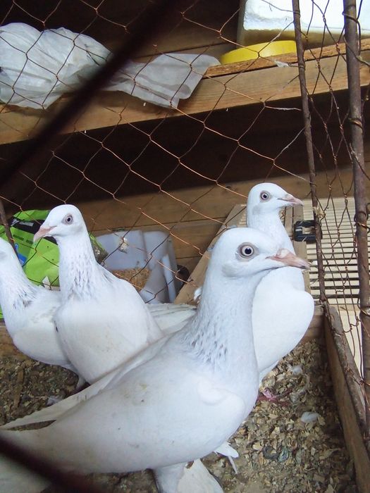 Perłowe wyloty/białyogon