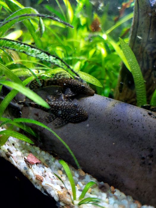 Анциструс, сом Папуга рибки