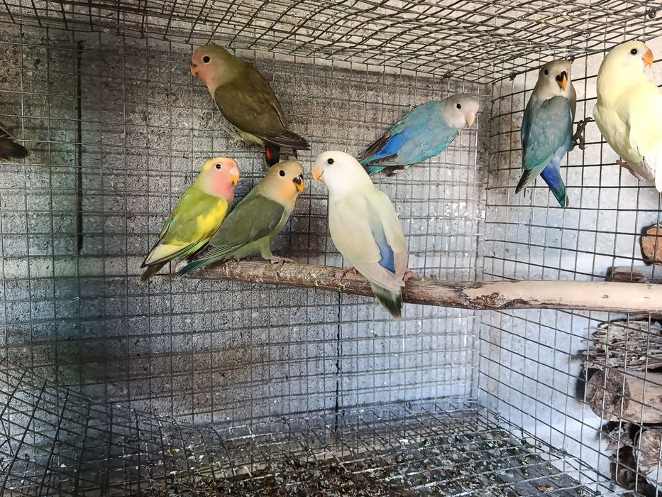 Agapornis roseicollis