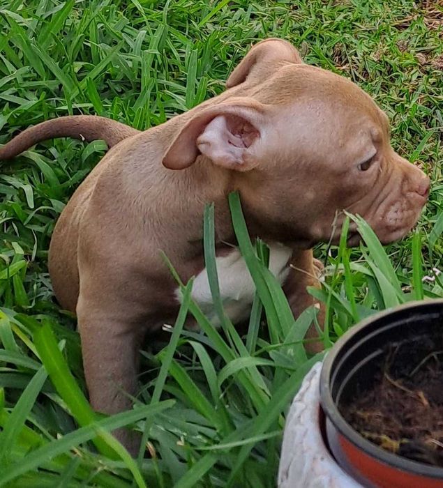 American Bully Pocket