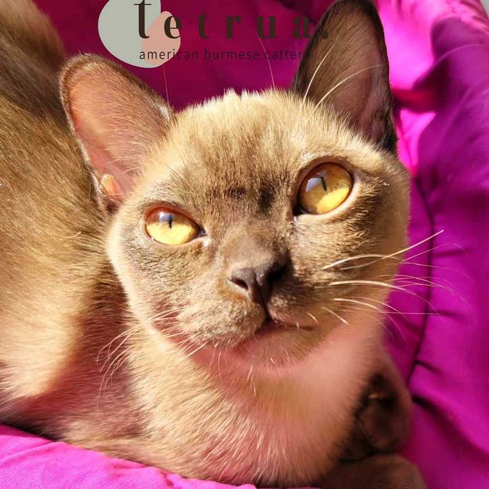 Классный парень американской бурмы Ролекс!