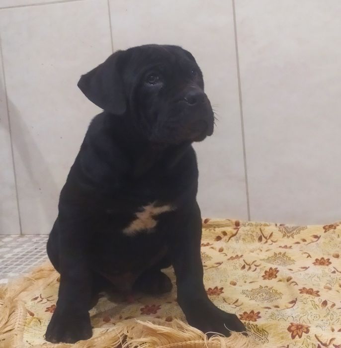 Щенок Кане корсо, готовий до переїзду