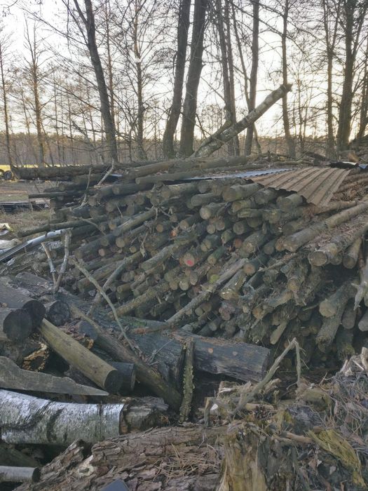 drzewo opałowe - suche, stemple.