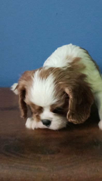 Cavalier King Charles spaniel sunia
