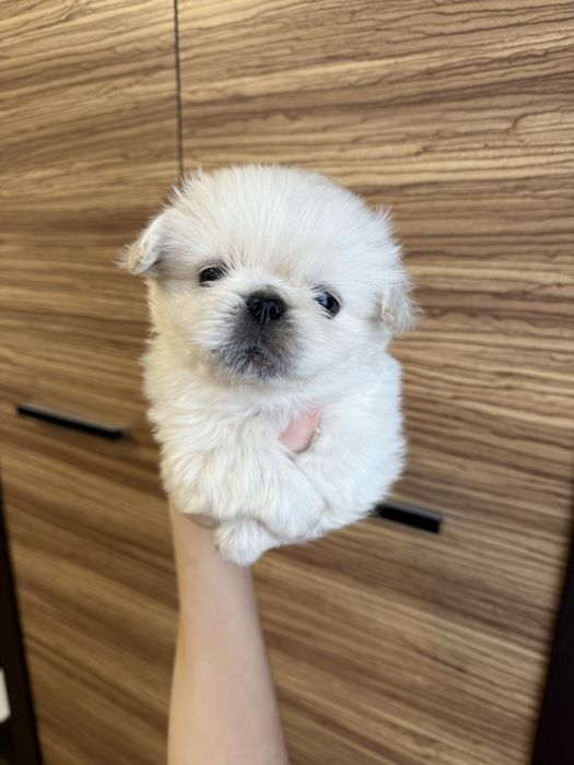 Королівські пекінеси