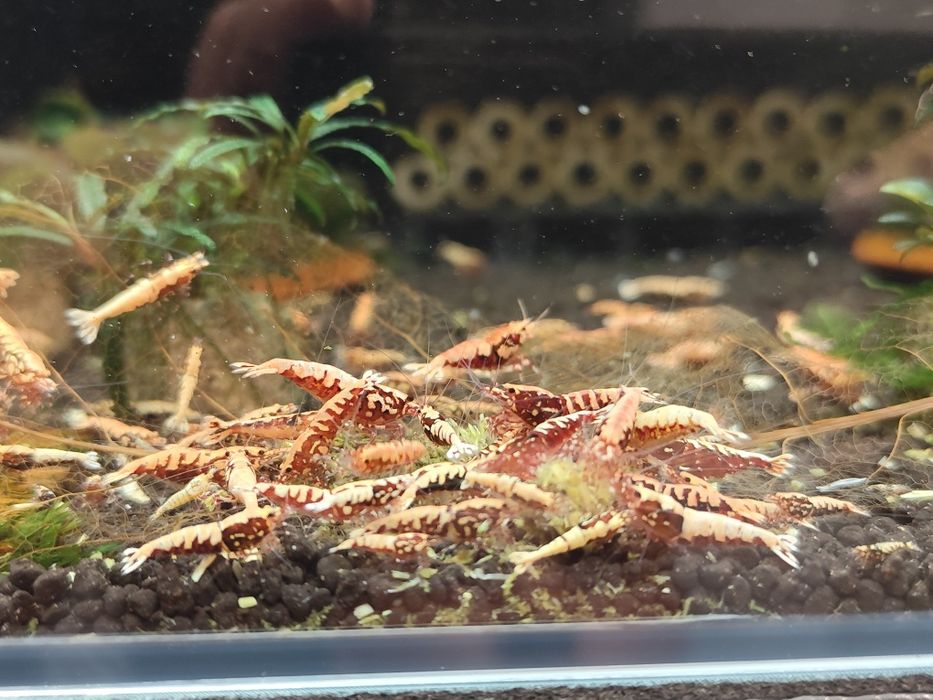Krewetki Caridina Galaxy Red