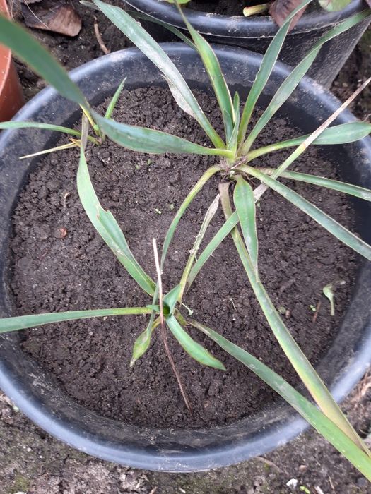 Juka ogrodowa sadzonki