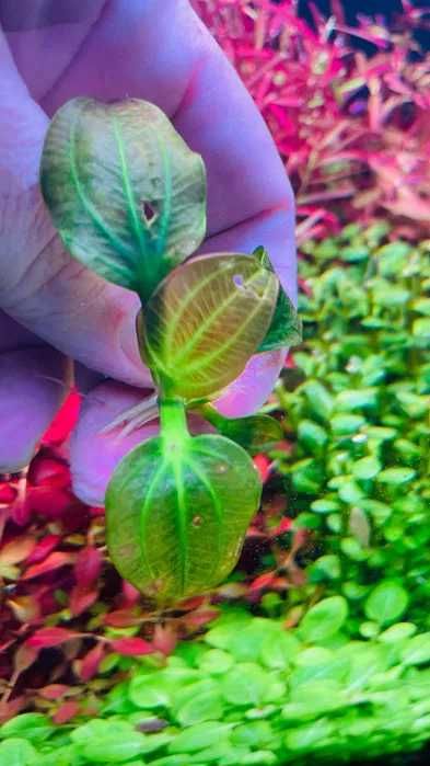 Planta Echinodorus iguazu 2009