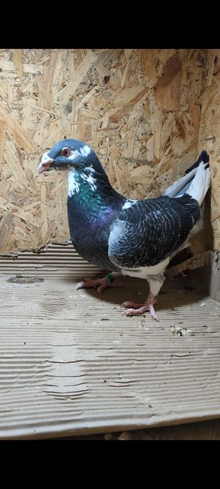 Gołębie Staropolskie