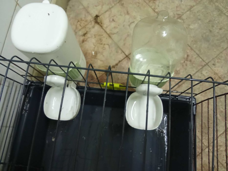 Gaiola para porquinhos da Índia,coelhos etc