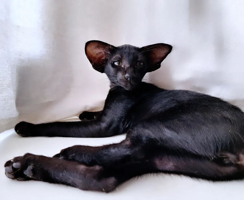 Ориентальные девочки