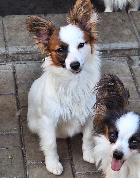 Жужа девочка папильон