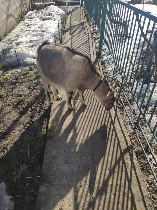 Продам козочоку 8 місяців