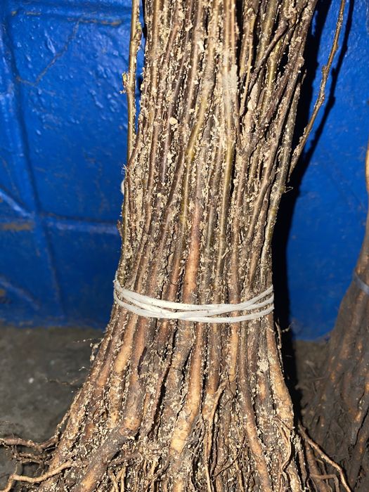 Алича ,дичка груші,антипка ,жардель,айва ва29