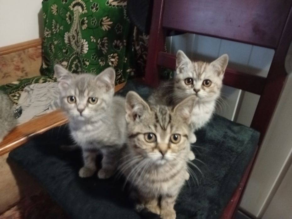 Кошенята Продаж Бриьанці
