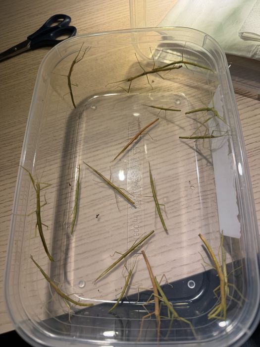 Ovos Inseto Pau Indiano (Carausius Morosus)