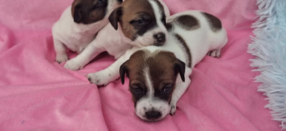 Jack Russell terrier z metryką