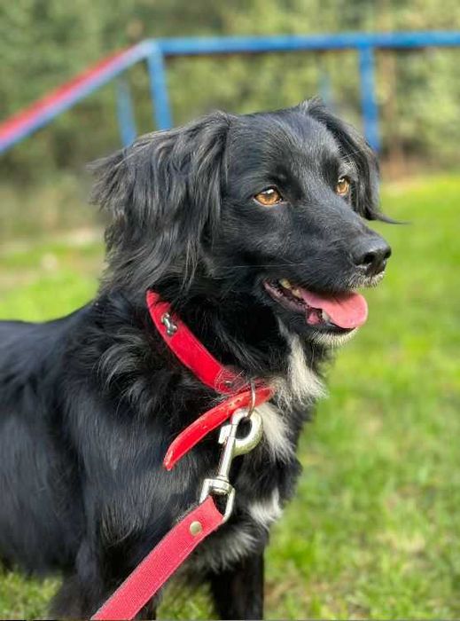 Tobi i jego wesoło merdający ogonek polecają się do adopcji :)