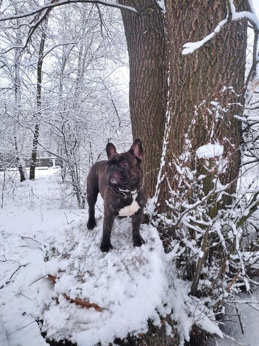 В'язка французького бульдога