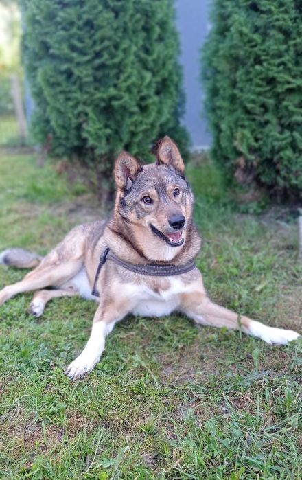 Собака в добрі руки