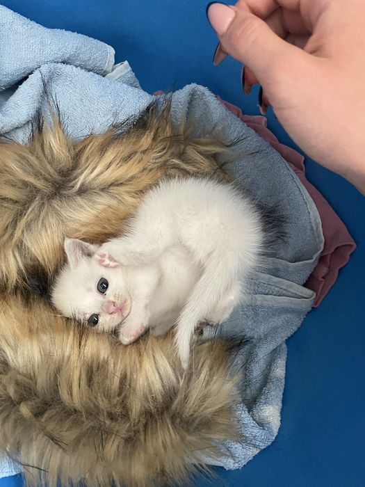 Кошеня шукає сімʼю