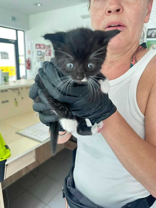 Znaleziono małego kotka