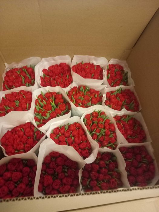 Тюльпан оптом Україна