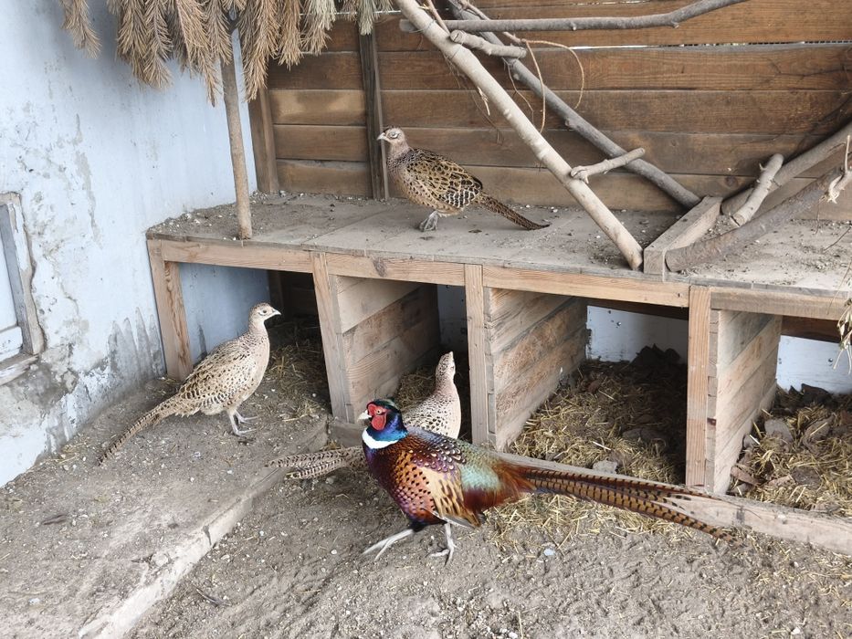 Інкубаційні яйця мисливський фазан