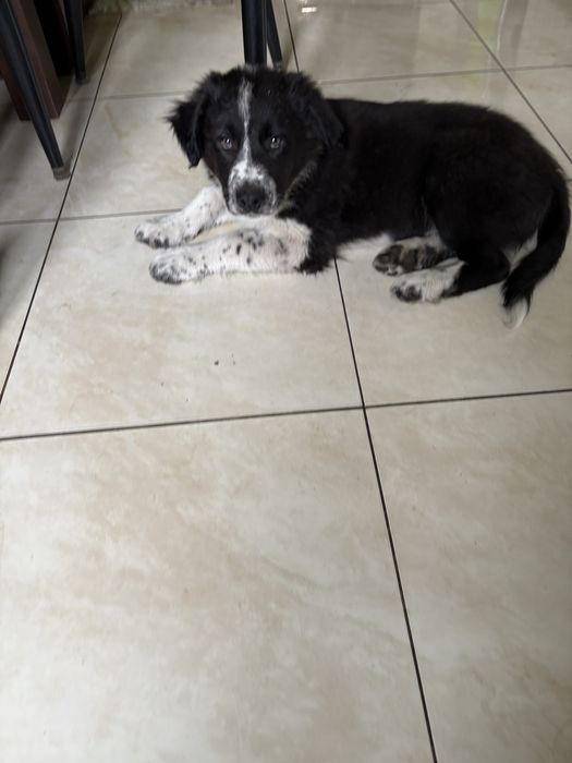 Piesek Border Collie