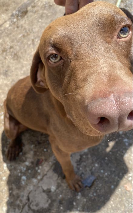 Cão macho para ADOÇÃO Snoopy