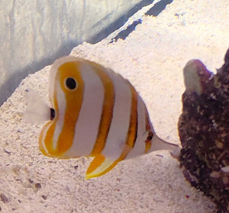 Chelmon Rostratus. Morskie