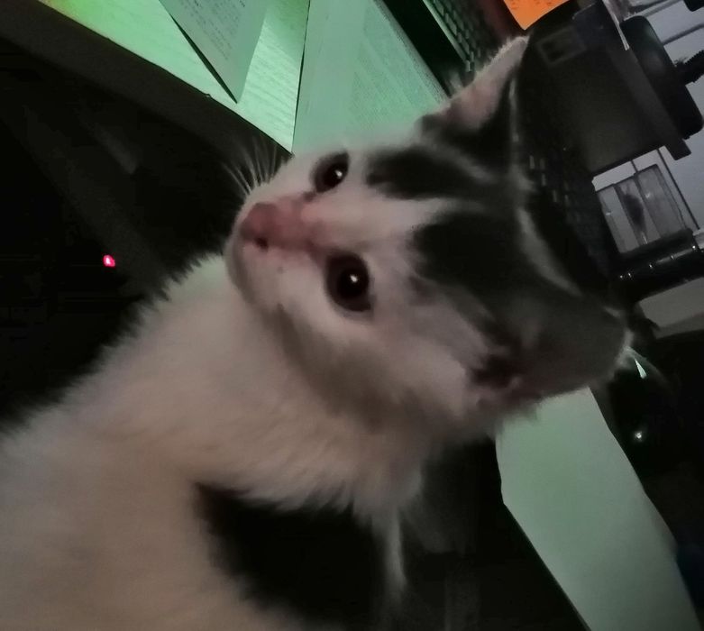 Миле кошеня хлопчик