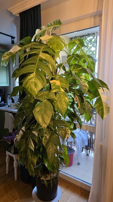 Sprzedam Epipremum Pinatum Variegata