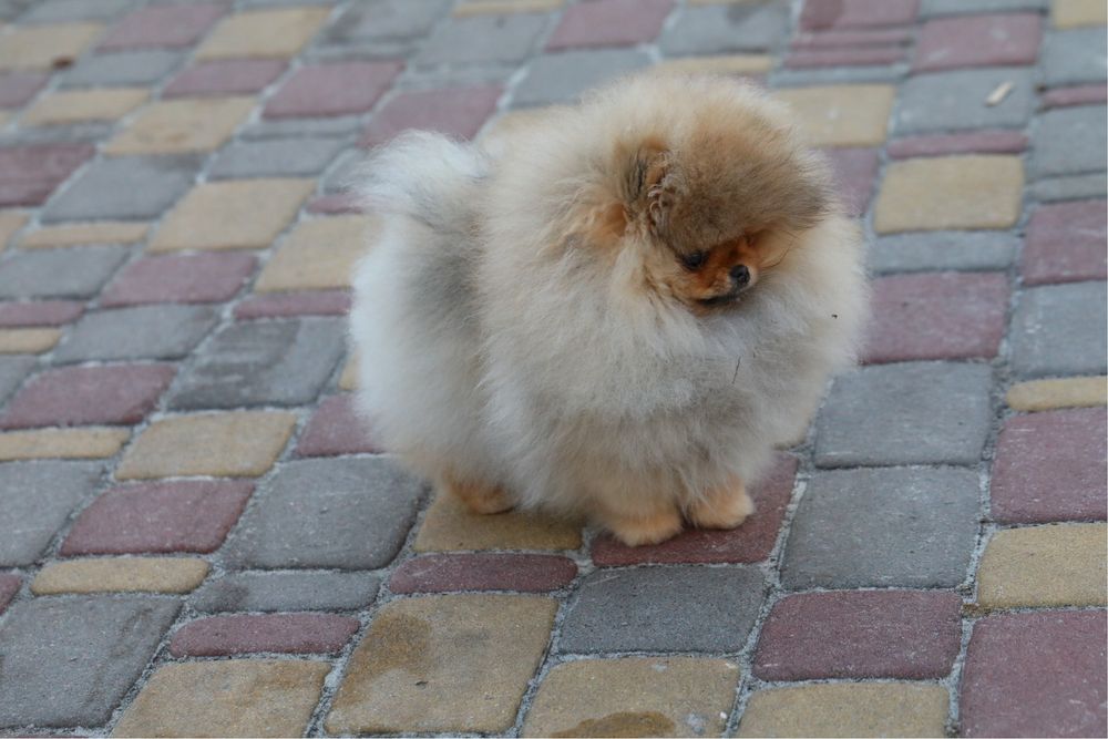 Красоточка помераночка