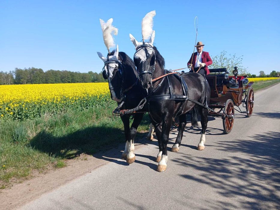 Ogier śląski po NOMENIE  - dotacyjny