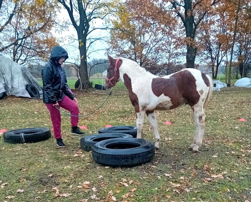 Sprzedam piękną, srokatą klacz i ogierka