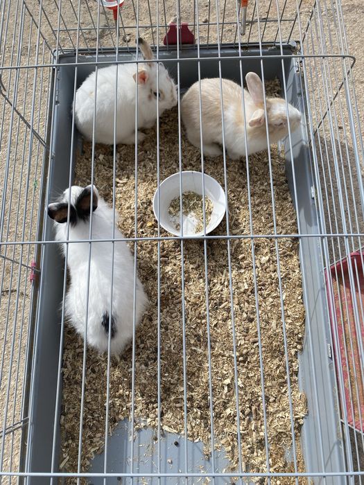 Vendo 3 coelhos anoes
